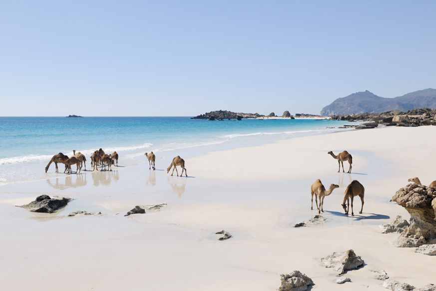 Fernweh_Oman_Kamele-am-Beach_web