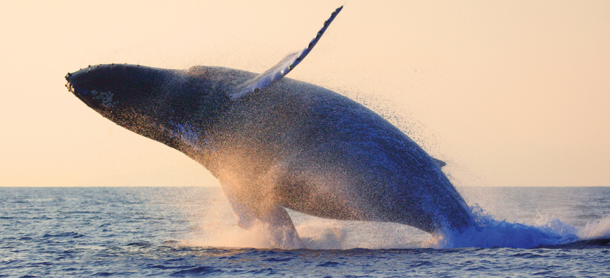 Whale Watching_width873