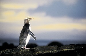 fernweh_ozeania_pinguin_web